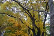 Chelsea Park - NYC parks