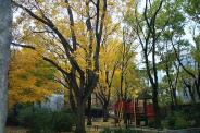 Manhattan park - Chelsea Park