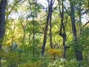 Inwood Hill Park Manhattan park